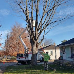 Ace Tree, Lawn, & Snow Maintenance