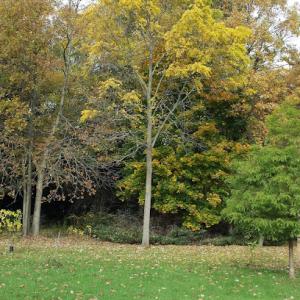 Green Leaf Tree Care