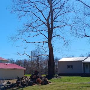 Little Landscaping & Tree Service