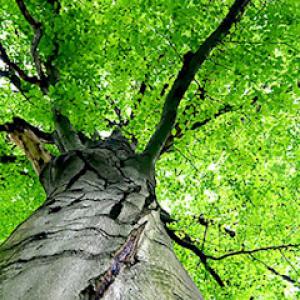 Lee's Tree Service