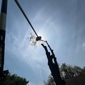 TK'S Gardening & Tree Service