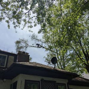 Inspire Tree Experts