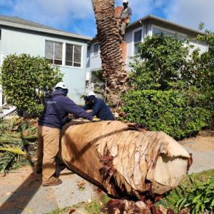 Mayan Climber Tree Service