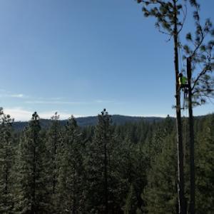 A&E Arborists Tree Care