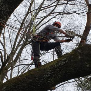 Out on a Limb For You