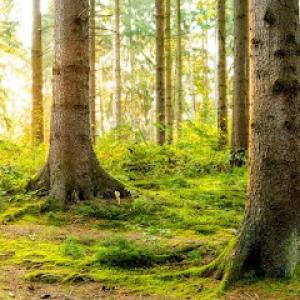 Hillcrest Outdoor Services