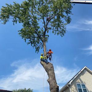 Green Shadow Tree Service
