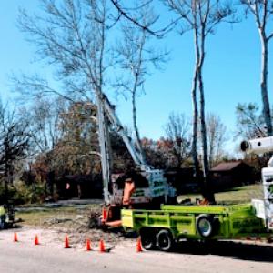 BMZ Tree Service