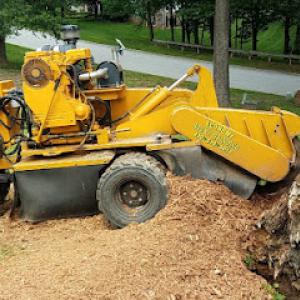 Economy Stump Grinding & Removal