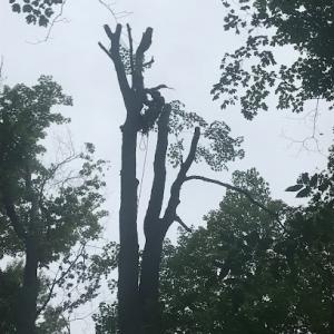 Dunsmore's Tree Service
