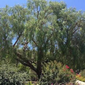 Rolas Affordable Tree Service