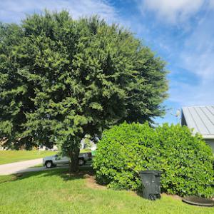 Pat's Problem Limbs & Tree Care