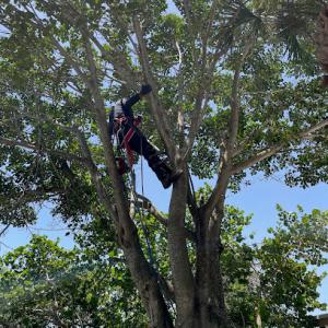 Total Tree Maintenance