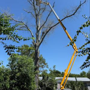 Noah’s Lawn Care & Tree Service