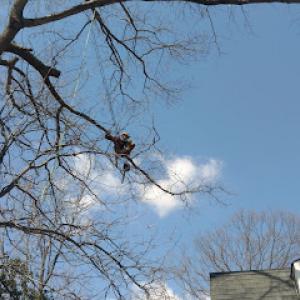 Annapolis Tree Company