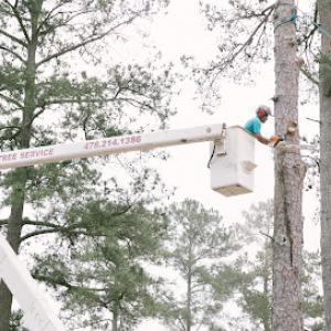 Cruz Tree Solutions & More