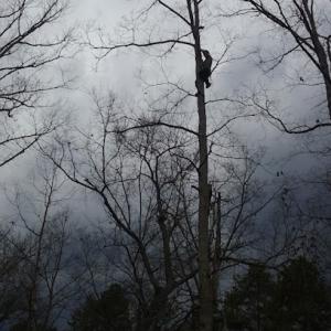 Bryan haguewoods tree service