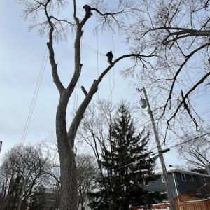 Twins G Tree Service