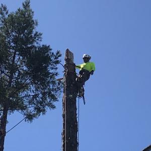 Rios Mauro Tree Service - Tree Trimming & Removal