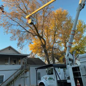 Undercut Tree Removal