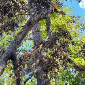 Georgia Tree Solutions Group