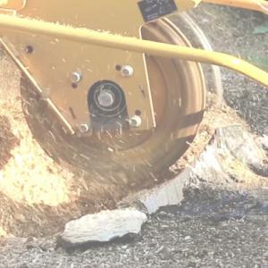 Blue Mountain Tree Service