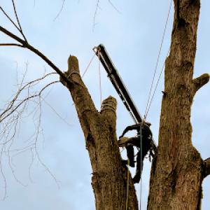 Canopy Climber Tree Care