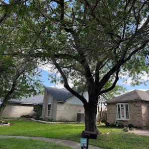 Affordable Tree Service