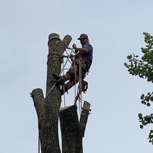 Triple T Tree Services