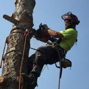 Spokane Tree Pro