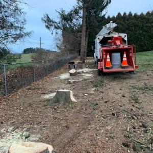 Mt Penn Tree Service