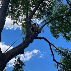 Metro tree service