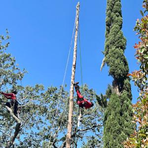 Tree Certified DLS Xpert