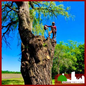 Roman Tree Care