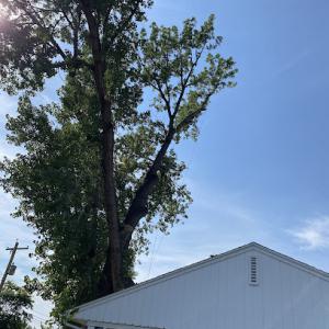West River Tree Service