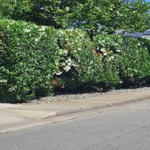 JP Lawn Care Maintenance Services