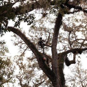 Hidden Oak Tree Service