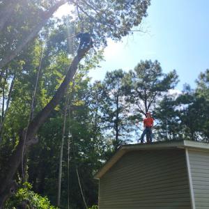 Bradley's Affordable Tree Service & Land Clearing