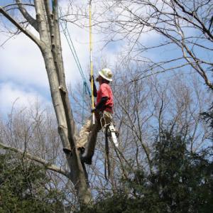 Hathaway Tree Service