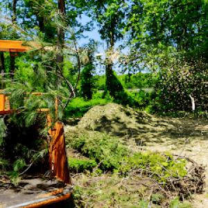 Santa Rosa Tree Service