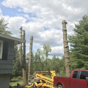 Townsend Tree Service CNY