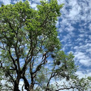 Arborview Tree Service