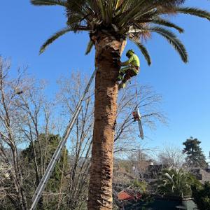 Orozco Tree Service