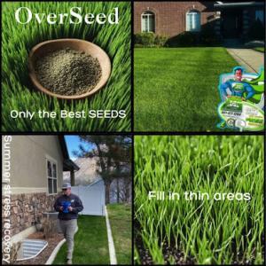 All Green Pest Control & Lawn Care