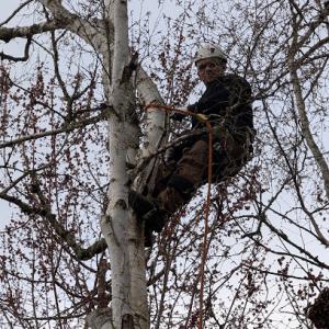 Caudle's Tree Service