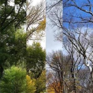 Just Do Tree Service