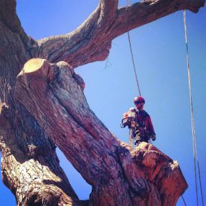 Douglas Cicileo Tree & Arborist Services
