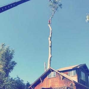 Natural Concept Tree Care