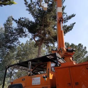 Western Tree Service
