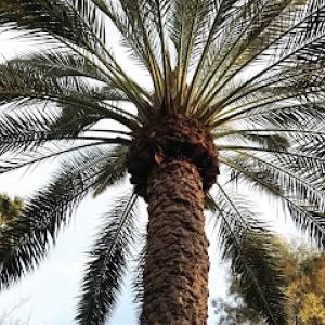 SavATree - Tree Service